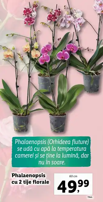 Lidl Phalaenopsis cu 2 tije florale Ofertă