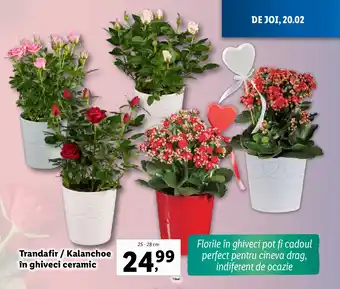 Lidl Trandafir / Kalanchoe în ghiveci ceramic Ofertă