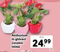 Lidl Anthurium în ghiveci ceramic inimă Ofertă