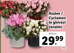 Lidl Azalee / Cyclamen în ghiveci ceramic Ofertă