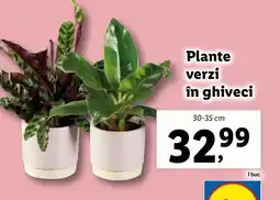 Lidl Plante verzi în ghiveci Ofertă