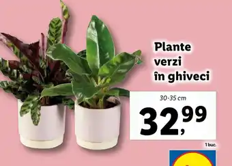 Lidl Plante verzi în ghiveci Ofertă