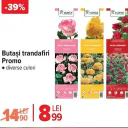 Carrefour Butaşi trandafiri Promo Ofertă