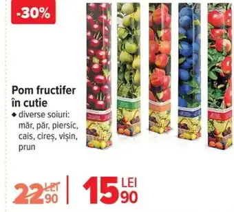 Carrefour Pom fructifer în cutie Ofertă