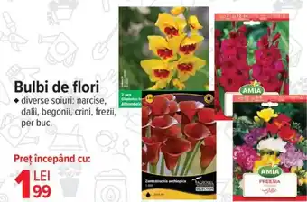 Carrefour Bulbi de flori Ofertă