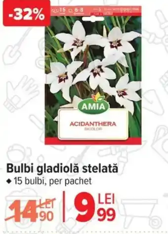 Carrefour Bulbi gladiolă stelată Ofertă