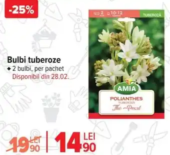 Carrefour Bulbi tuberoze Ofertă