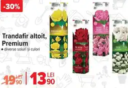 Carrefour Trandafir altoit, Premium Ofertă