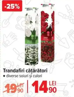 Carrefour Trandafiri cățărători Ofertă