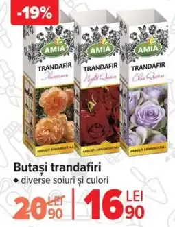 Carrefour Butasi trandafiri Ofertă