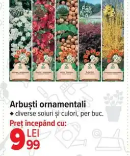 Carrefour Arbuşti ornamentali Ofertă