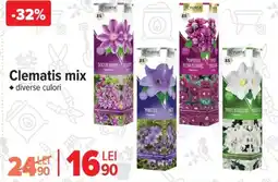 Carrefour Clematis mix Ofertă