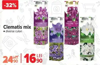 Carrefour Clematis mix Ofertă