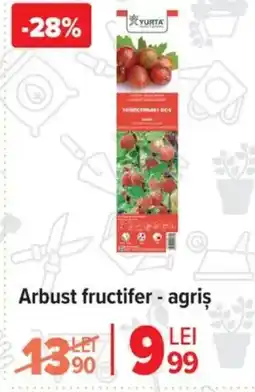 Carrefour Arbust fructifer - agriş Ofertă