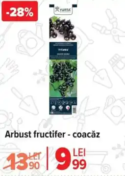 Carrefour Arbust fructifer - coacăz Ofertă