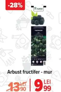 Carrefour Arbust fructifer - mur Ofertă