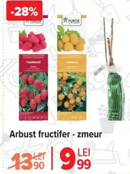 Carrefour Arbust fructifer - zmeur Ofertă