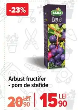 Carrefour Arbust fructifer - pom de stafide Ofertă