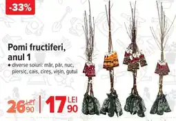 Carrefour Pomi fructiferi, anul 1 Ofertă