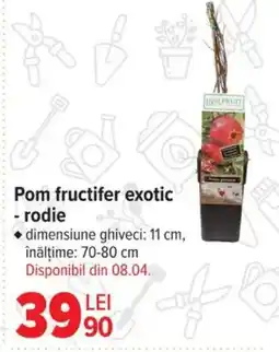 Carrefour Pom fructifer exotic - rodie Ofertă