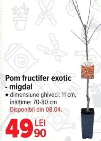 Carrefour Pom fructifer exotic - migdal Ofertă