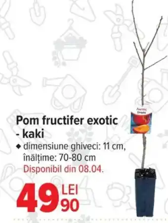 Carrefour Pom fructifer exotic - kaki Ofertă