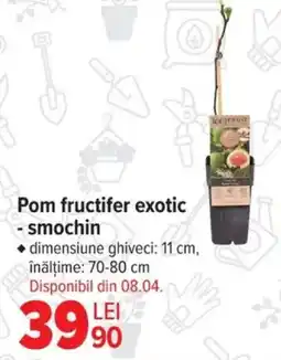 Carrefour Pom fructifer exotic - smochin Ofertă