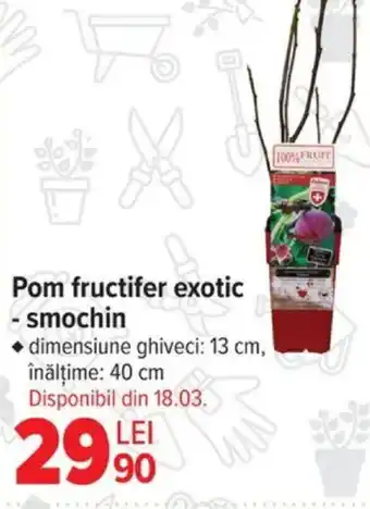 Carrefour Pom fructifer exotic - smochin Ofertă