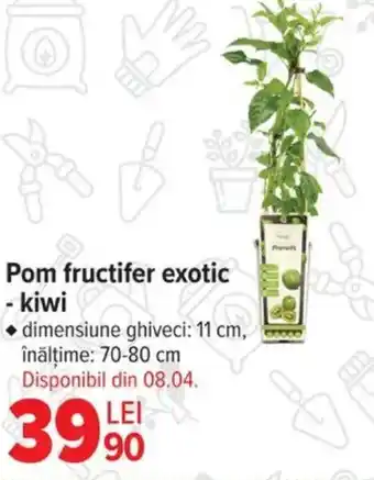 Carrefour Pom fructifer exotic - kiwi Ofertă