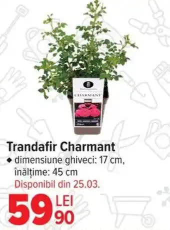 Carrefour Trandafir Charmant Ofertă