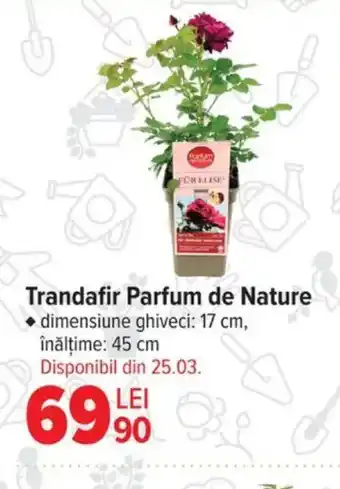 Carrefour Trandafir Parfum de Nature Ofertă