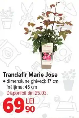 Carrefour Trandafir Marie Jose Ofertă