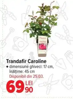 Carrefour Trandafir Caroline Ofertă