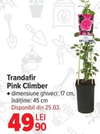 Carrefour Trandafir Pink Climber Ofertă