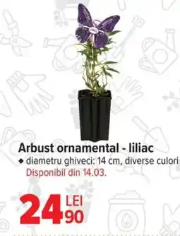 Carrefour Arbust ornamental - liliac Ofertă