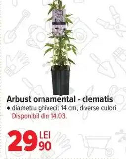 Carrefour Arbust ornamental - clematis Ofertă