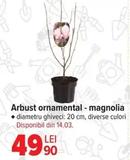 Carrefour Arbust ornamental - magnolia Ofertă