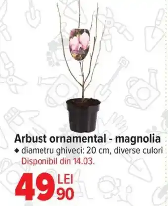 Carrefour Arbust ornamental - magnolia Ofertă