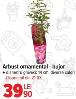 Carrefour Arbust ornamental - bujor Ofertă