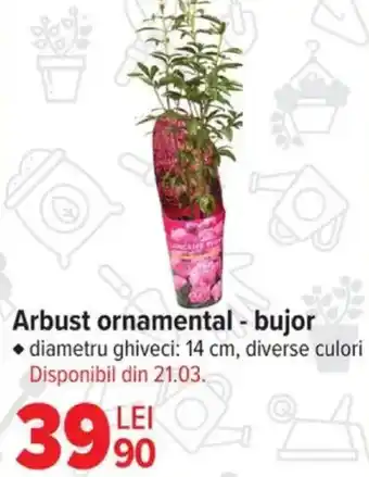 Carrefour Arbust ornamental - bujor Ofertă