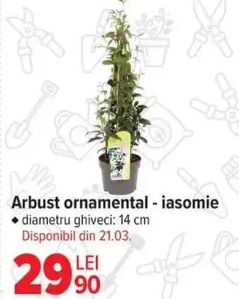 Carrefour Arbust ornamental - iasomie Ofertă