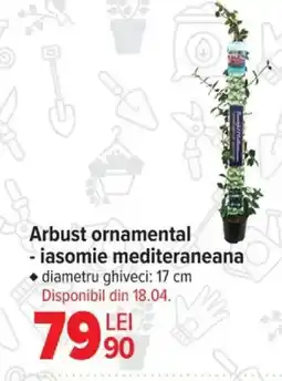 Carrefour Arbust ornamental - iasomie mediteraneana Ofertă