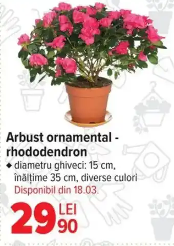 Carrefour Arbust ornamental - rhododendron Ofertă