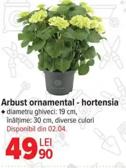 Carrefour Arbust ornamental - hortensia Ofertă