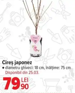 Carrefour Cireş japonez Ofertă