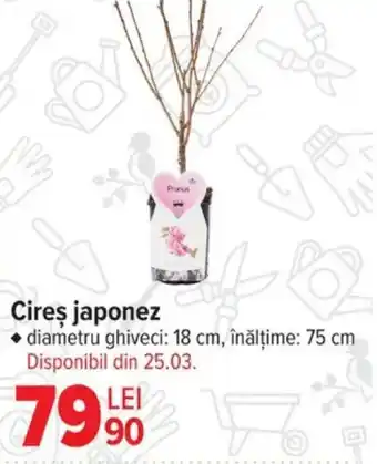 Carrefour Cireş japonez Ofertă