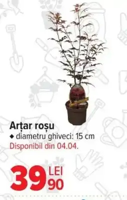 Carrefour Arţar roşu Ofertă