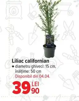 Carrefour Liliac californian Ofertă