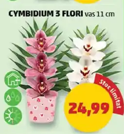Cymbidium 3 flori