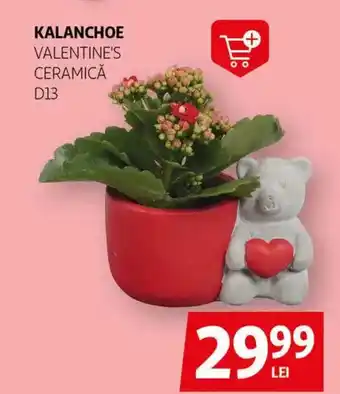 Auchan Kalanchoe valentine's ceramică D13 Ofertă